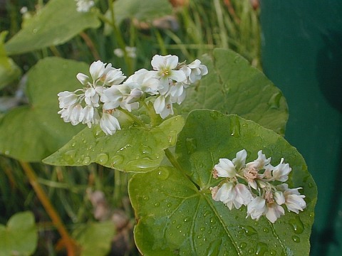 Fagopyrum esculentum (Courtesy of illinoiswildflowers.info)