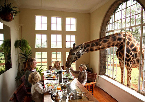 giraffe in window mazmuse.com